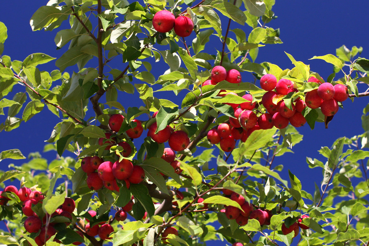 Райские яблочки - Olga 