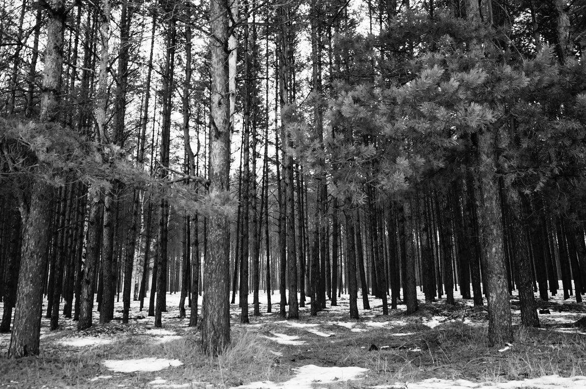лес в январе - Андрей 