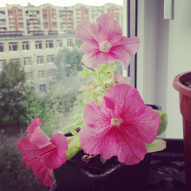 Цветочки на балконе - Ксения 