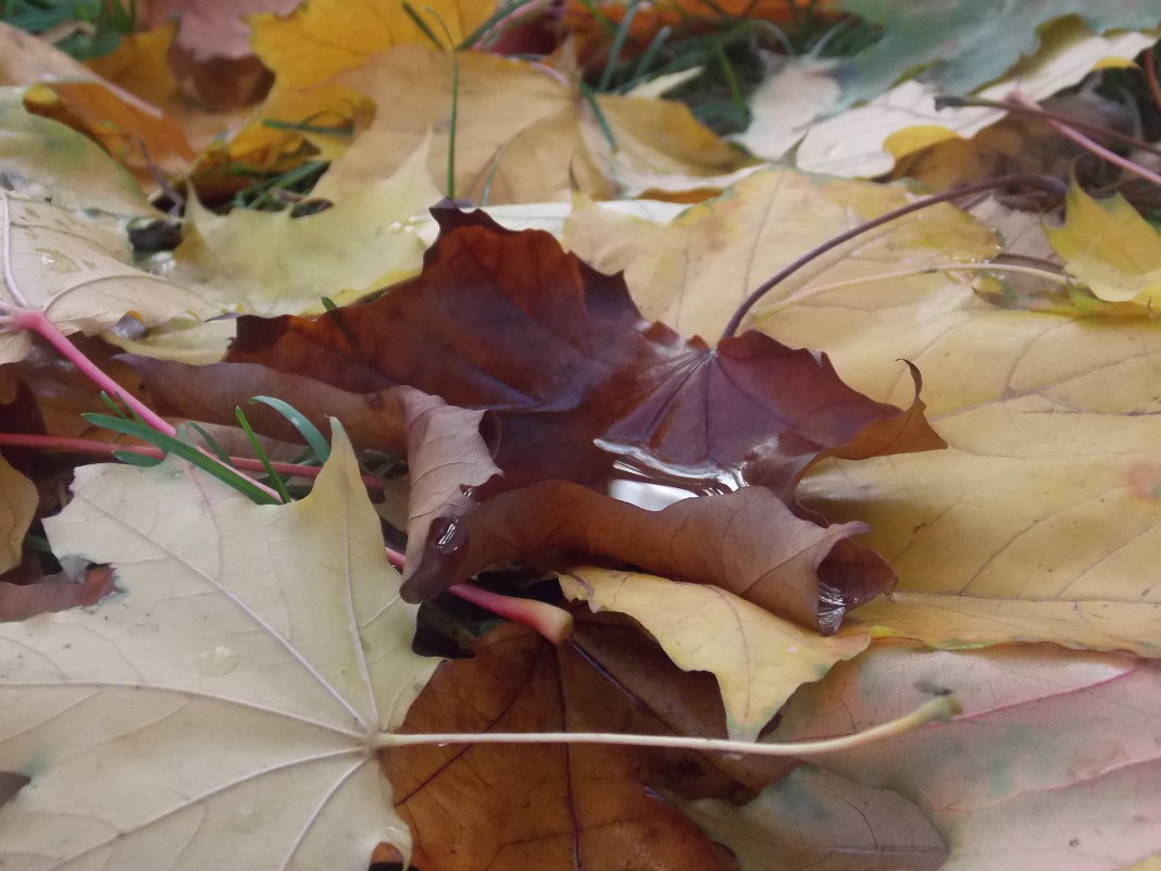 Осенний лист - Ольга 