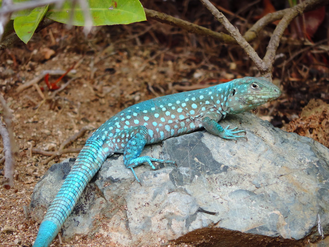 Голубая ящерица (The Whiptail Lizard or Kododo) - Anna L