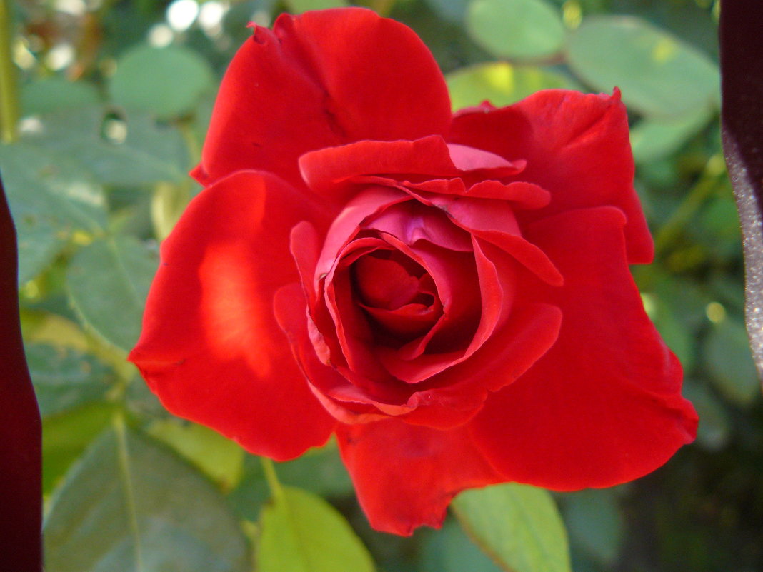 Красная роза - Владимир 