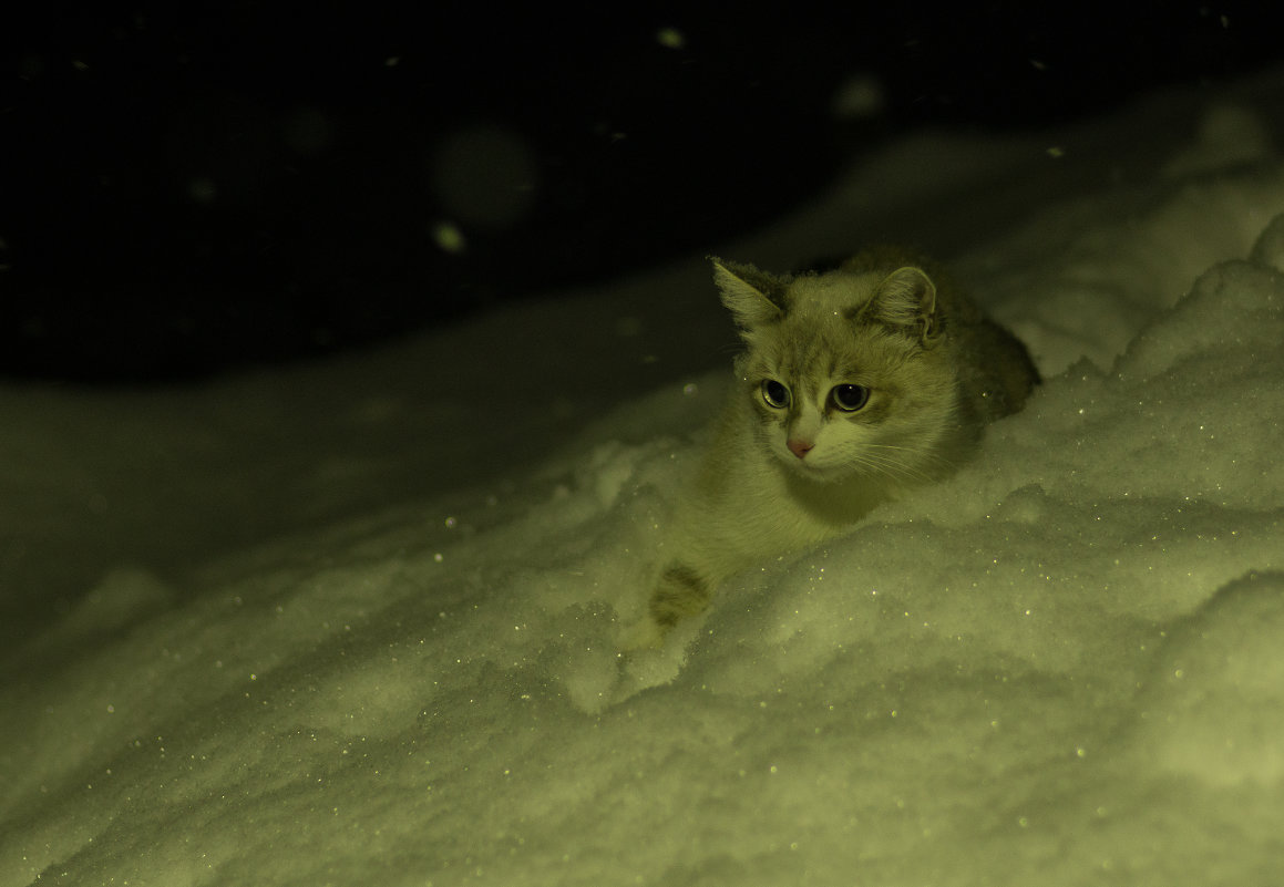 Снежный кот - Дмитрий Мосин