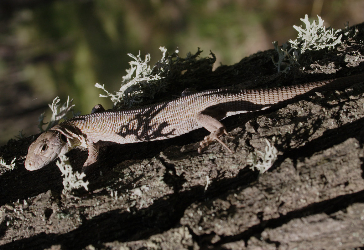 lizard and shadows - Александр 