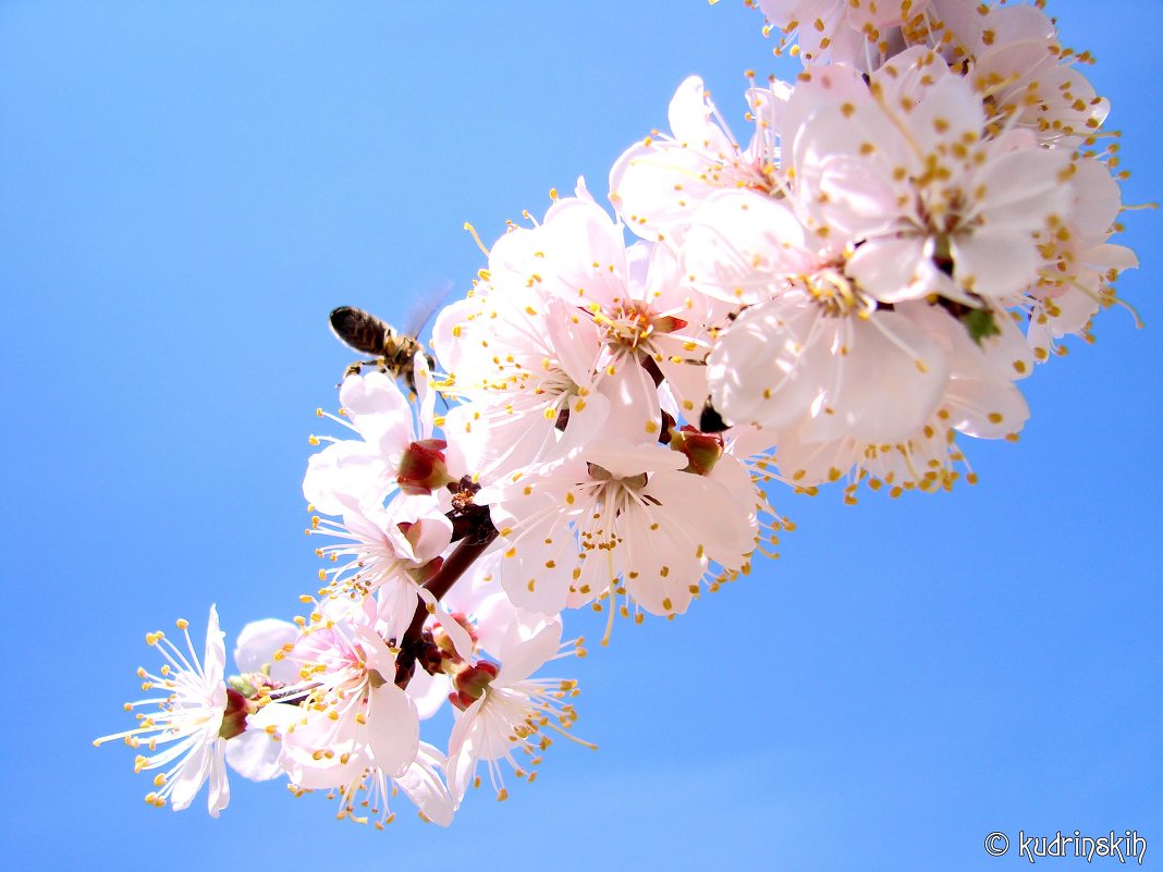 пчелка - Александр 