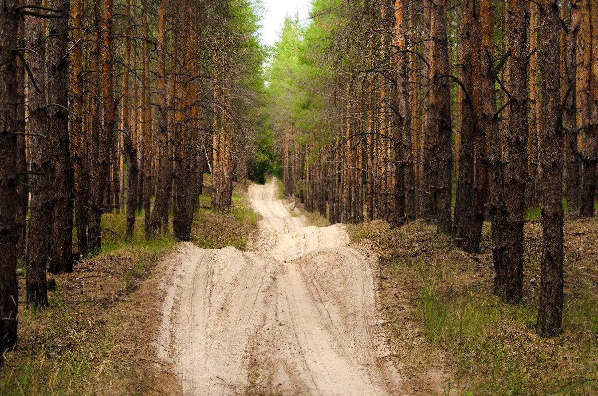 Дорога через лес - Tutsan 
