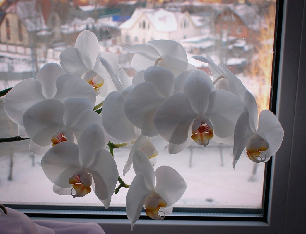 Восхищаюсь природы искусством, что создАла для нас орхидею!.. - Надежда 