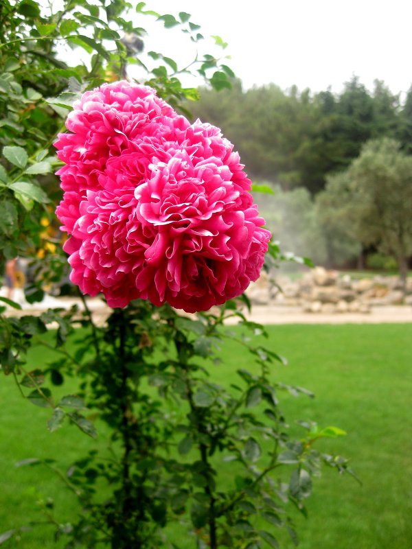 роза в парке Айвазовского - Anastasia Alieva