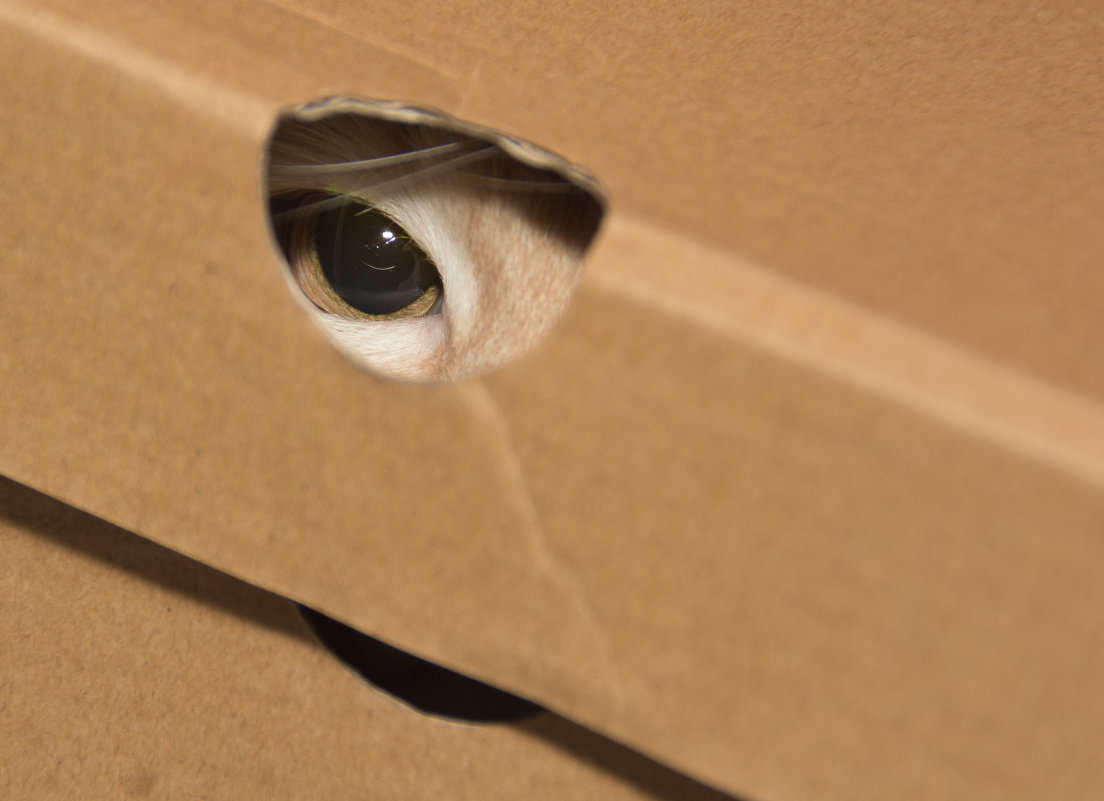 Подглядывающий кот в коробке.... - Павел Савин