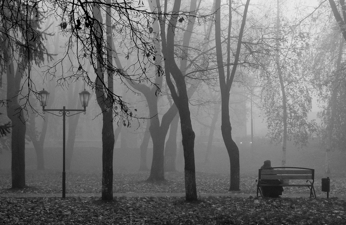 Туман в парке! - Владимир Шошин