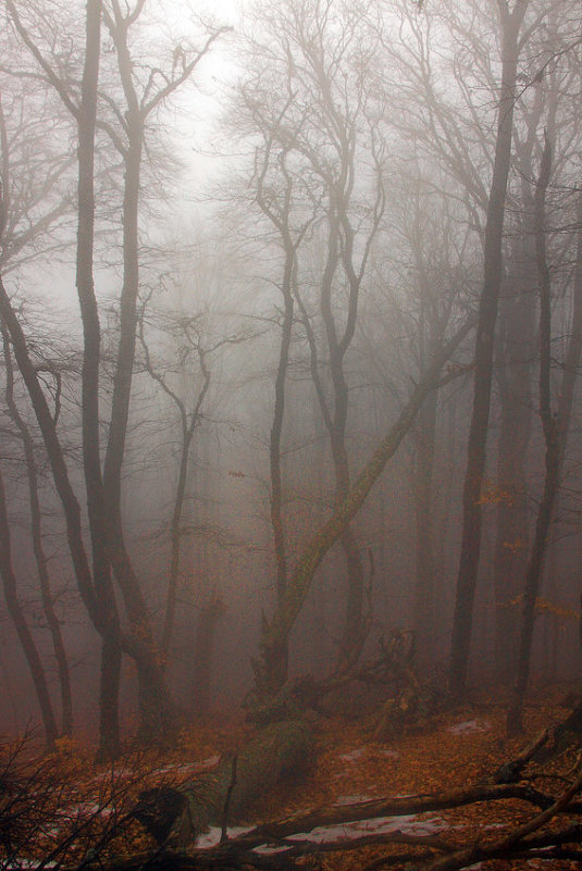 Туманный лес - Михаил Баевский