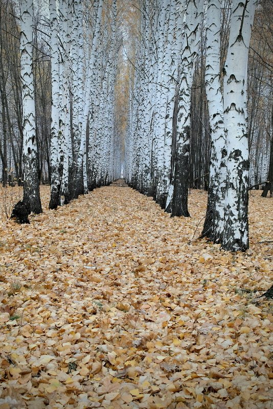 Осень - АЛЕКС 