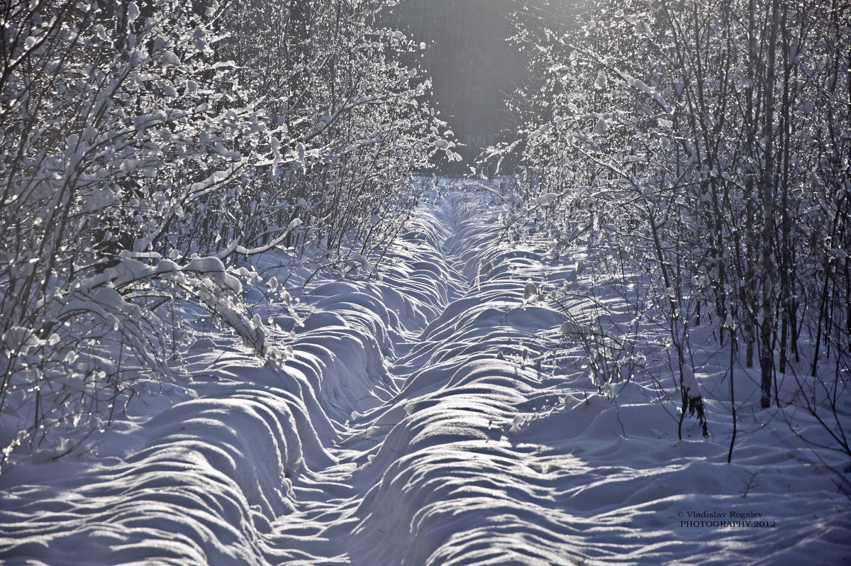 из прогулок на лыжах по лесу - Vladislav Rogalev