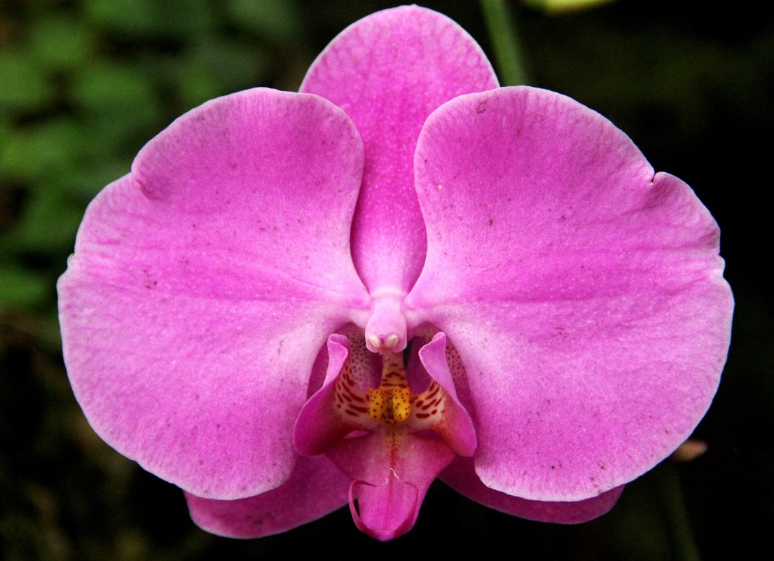 США. Вашингтон. Орхидеи в Смитсоновском Ботсаду. - Виктория 
