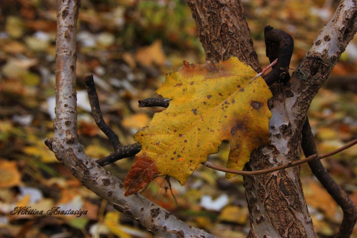 Осенний лист - Анастасия Никитина