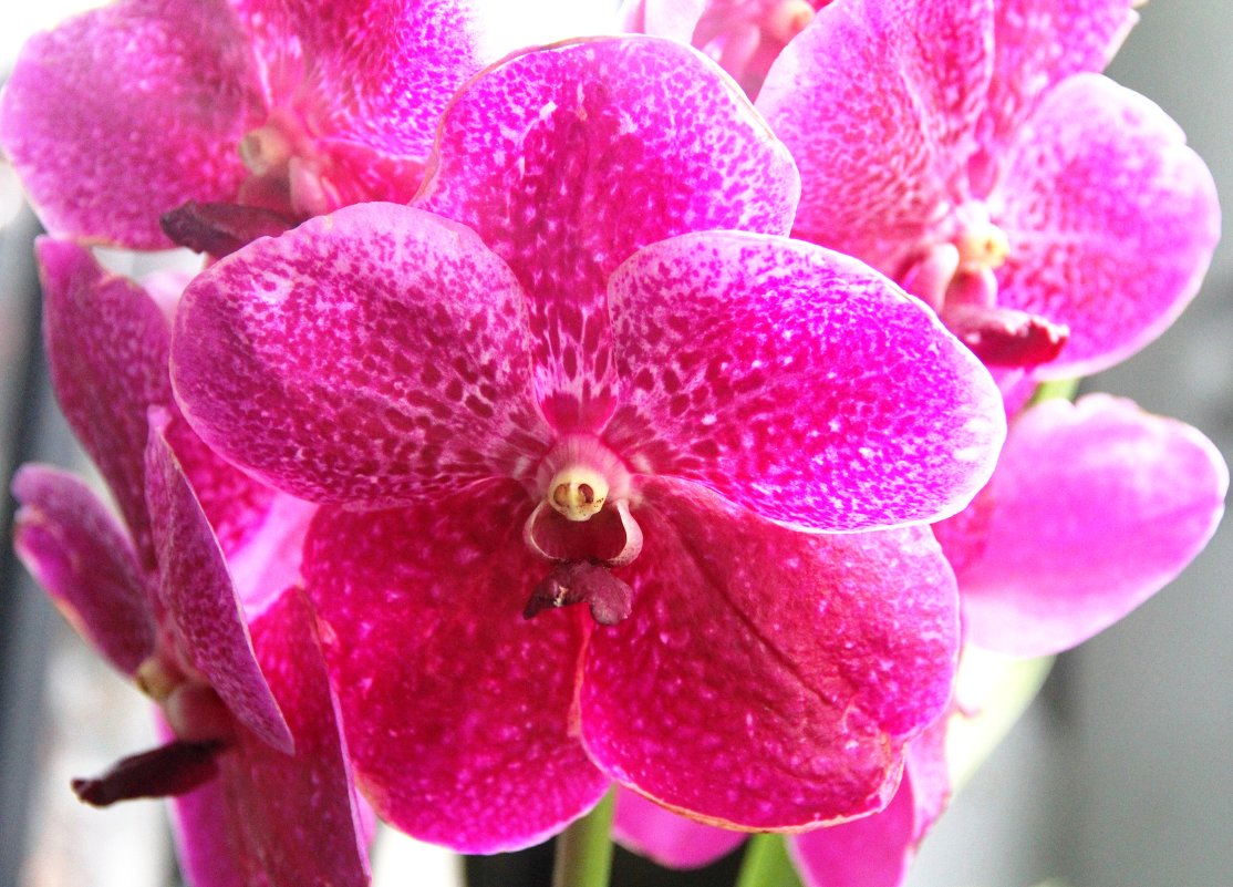 США. Вашингтон. Орхидеи в Смитсоновском Ботсаду. - Виктория 
