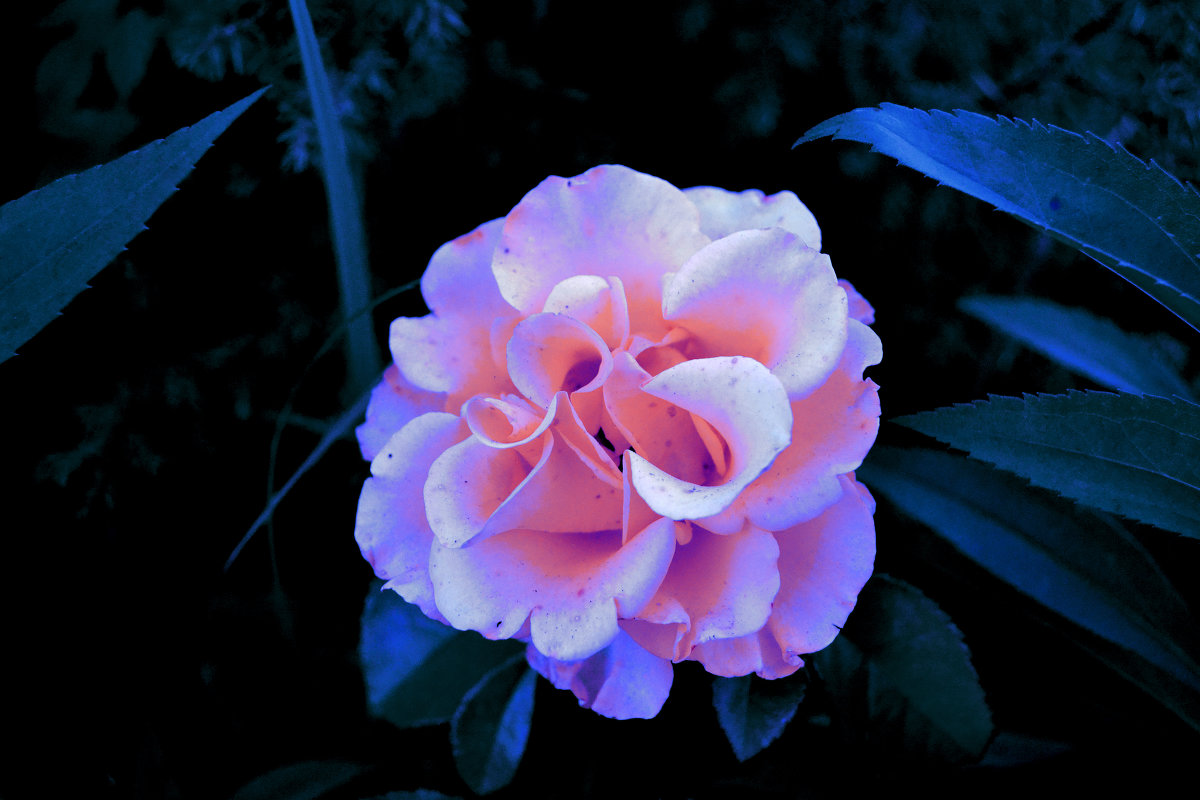 сказочный цветок - валерия 