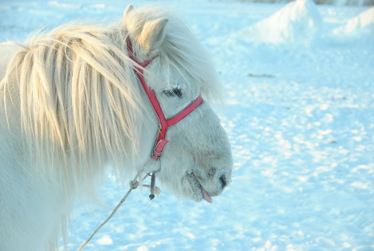 Якутская лошадка - Ксения Угарова