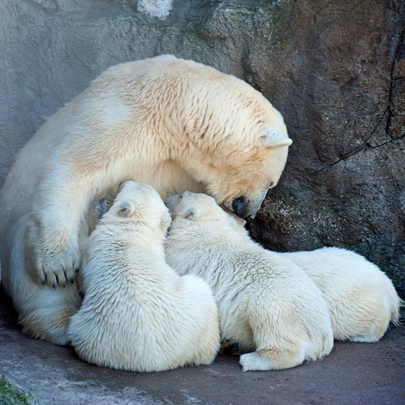 Кормит медведя