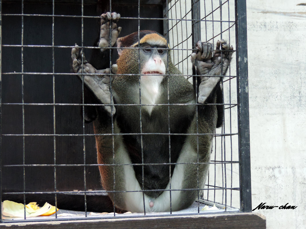 Скучающая обезьяна - Алёна Naru-chan