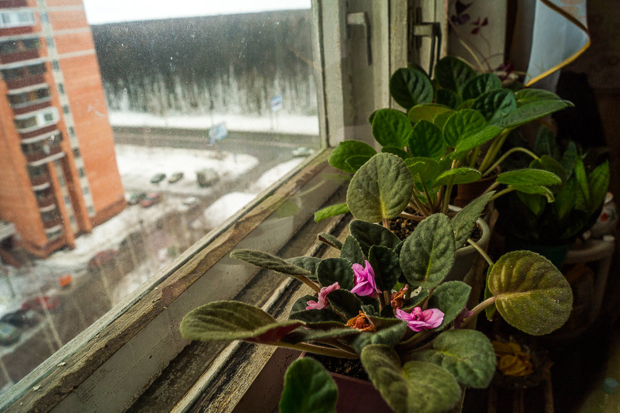 цветы на окне - Елена 