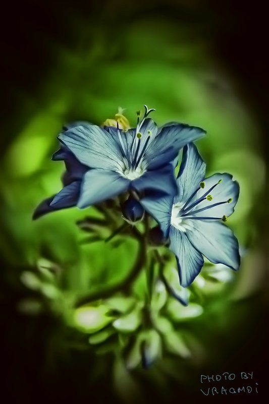 Blue flowers - Антон Богданов