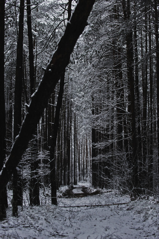 Мрачный лес - Олеся Половникова 