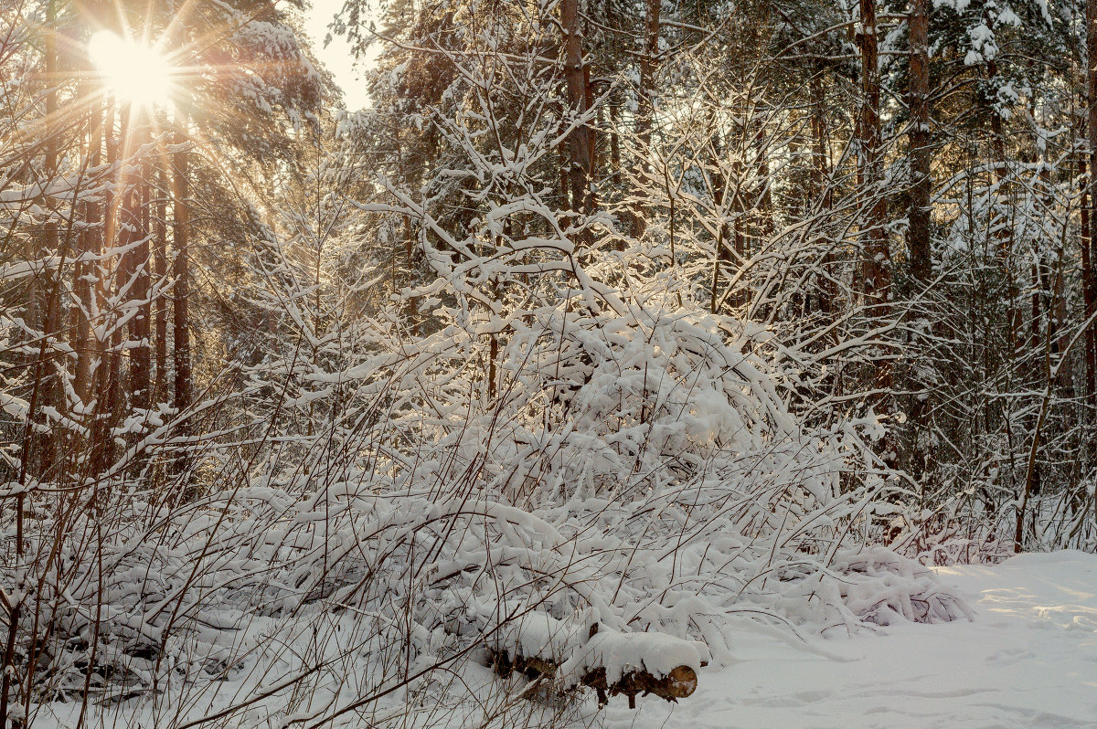 Мороз и солнце - Юрий Бичеров