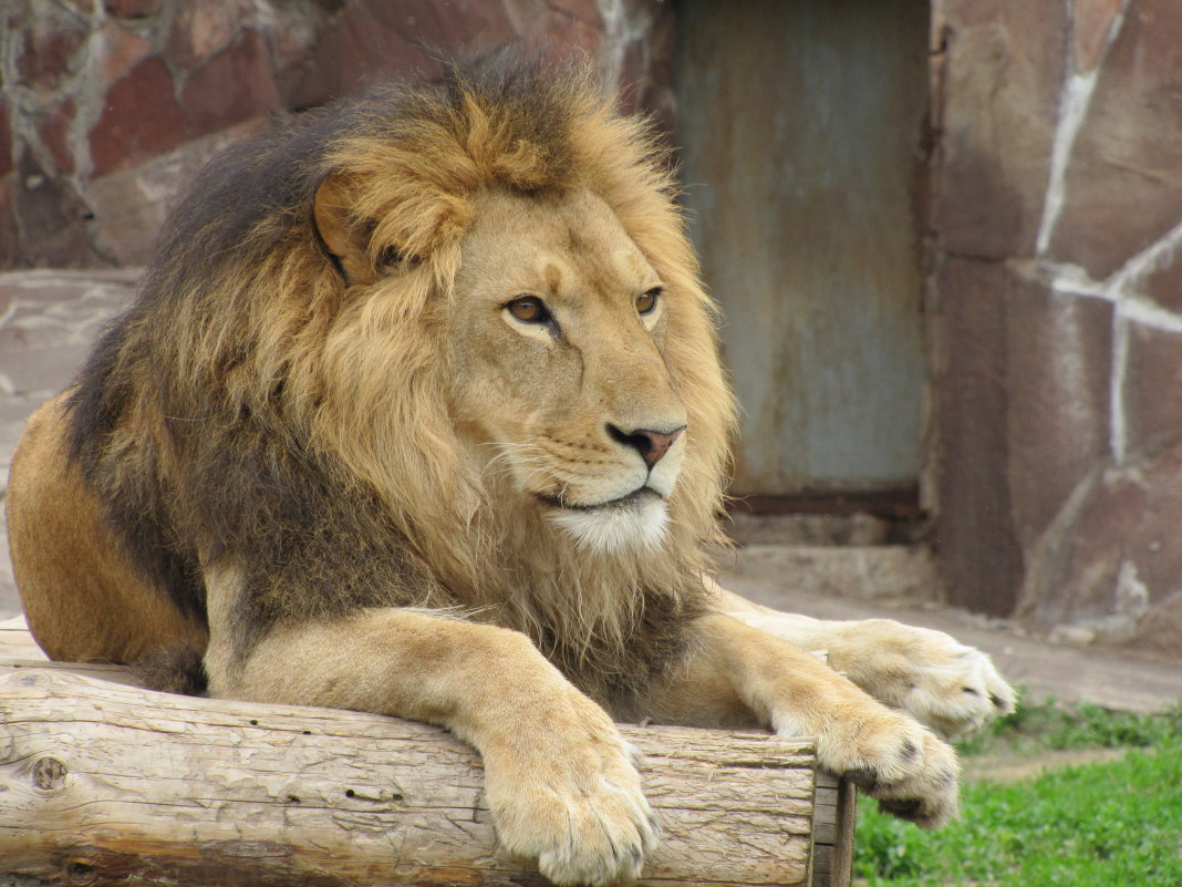 лев в зоопарке - Karlygash Khassenova