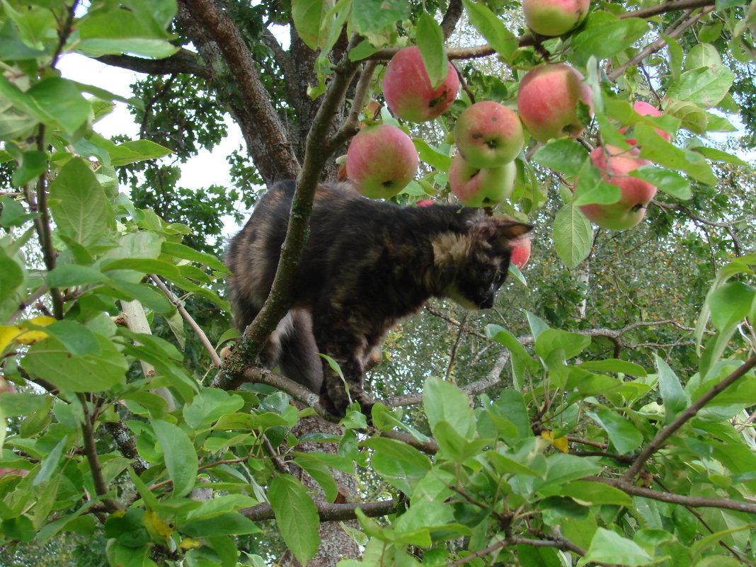 Кот в яблоках - Владимир Гилясев