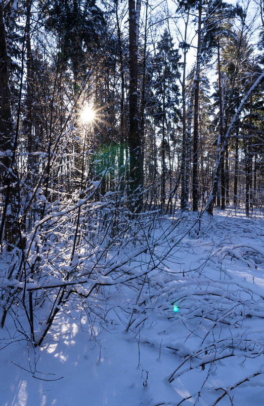 Зимний лес - Nina Uvarova