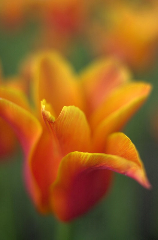 цветок для феи - Валерий Аверин