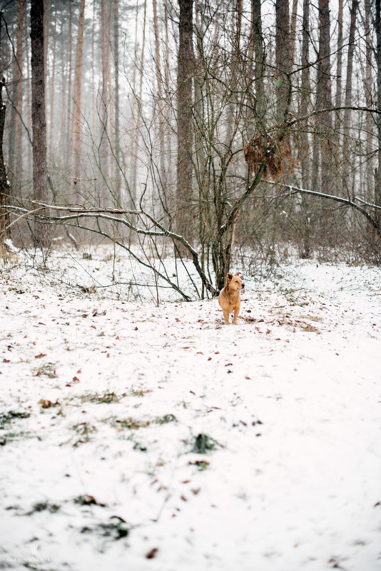 зимний лес - Анна Бовсуновская