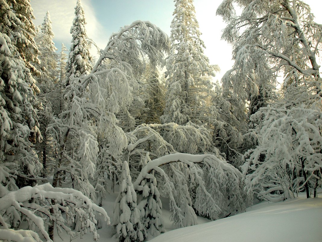 зимний лес - Владимир 