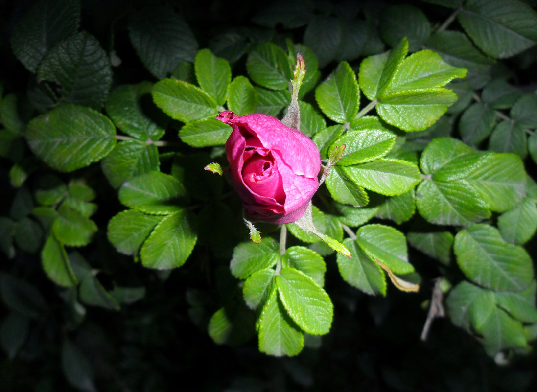 роза - Евгения Латунская