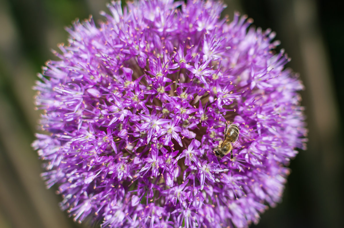 Пчела и цветок - shurupkirov 