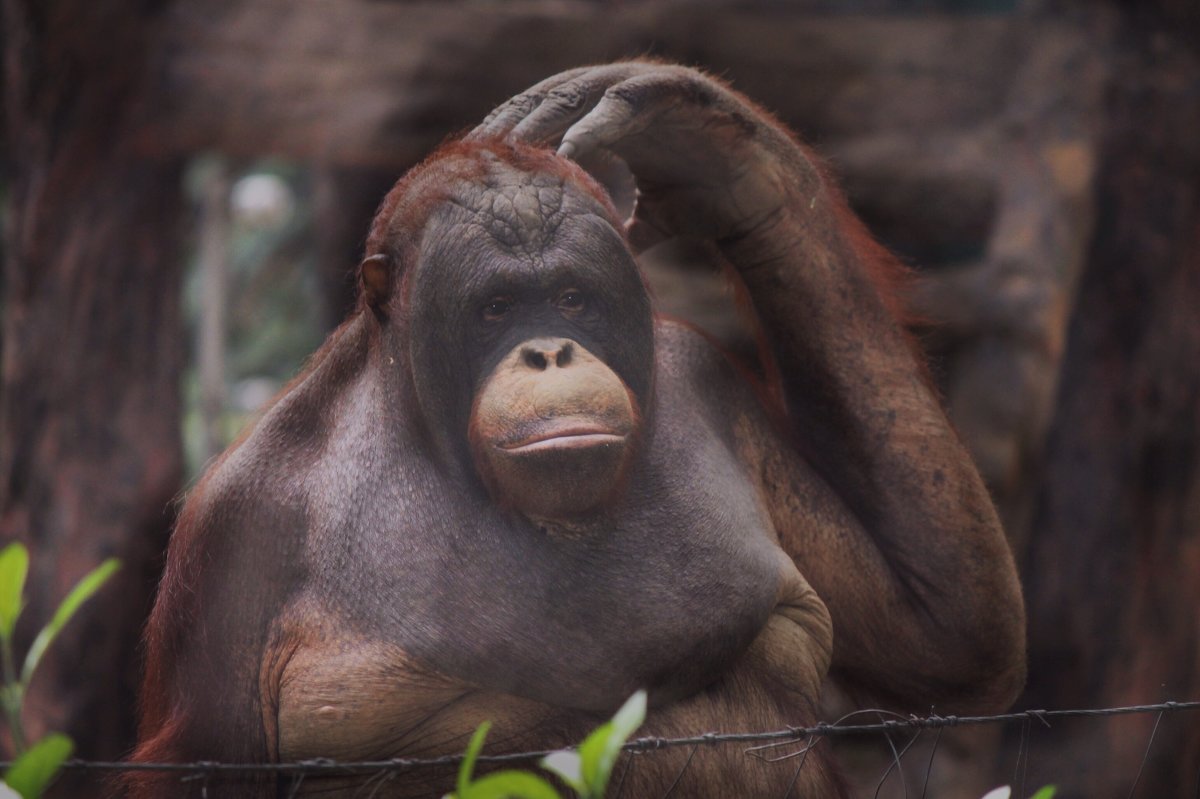 zoo in Ho Chi Minh City, Vietnam - Наташа Попова