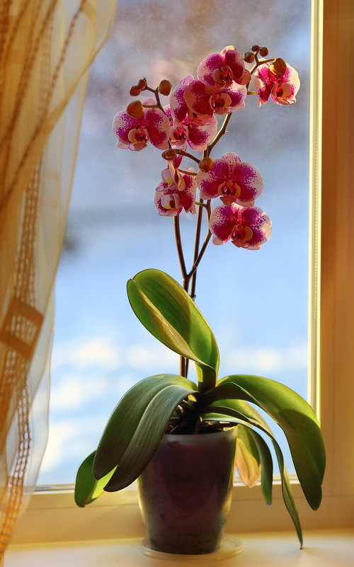 Орхидея - Вячеслав 