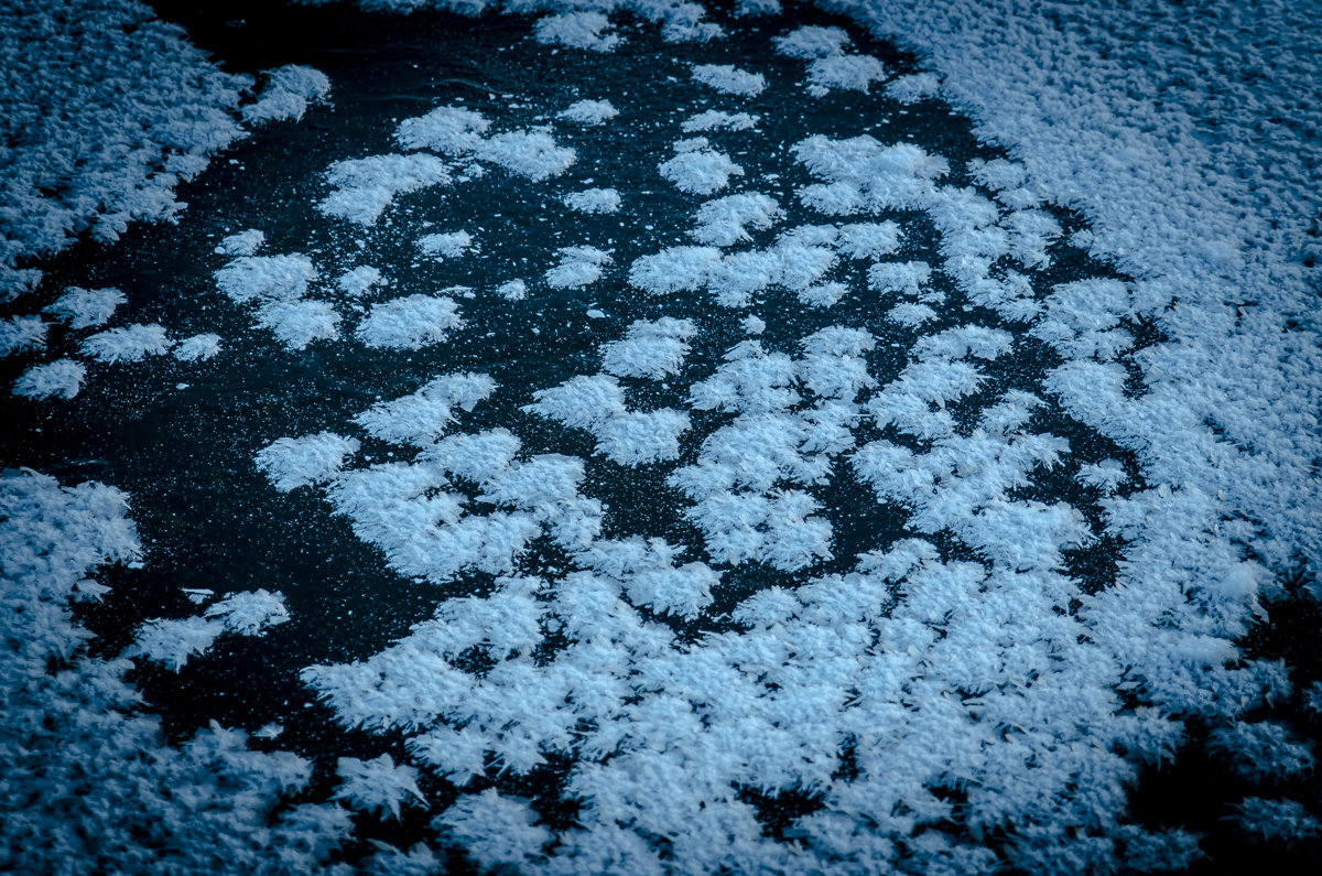 Снежные хризантемы на льду - Александр Самородов