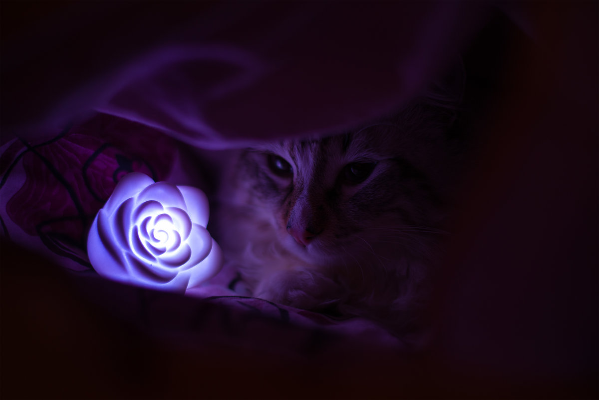 Night Cat:) - Константин Ройко