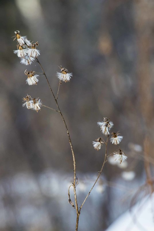 Зимние цветы в конце января - Виктор Алеветдинов