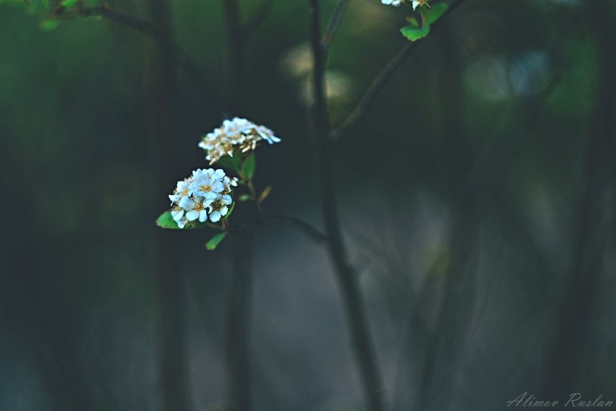 цветы - Руслан Алимов