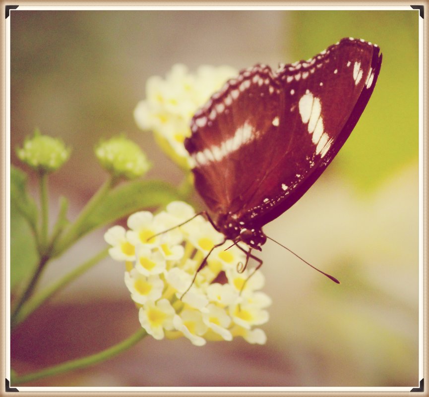 бабочка-красавица - Natalya секрет