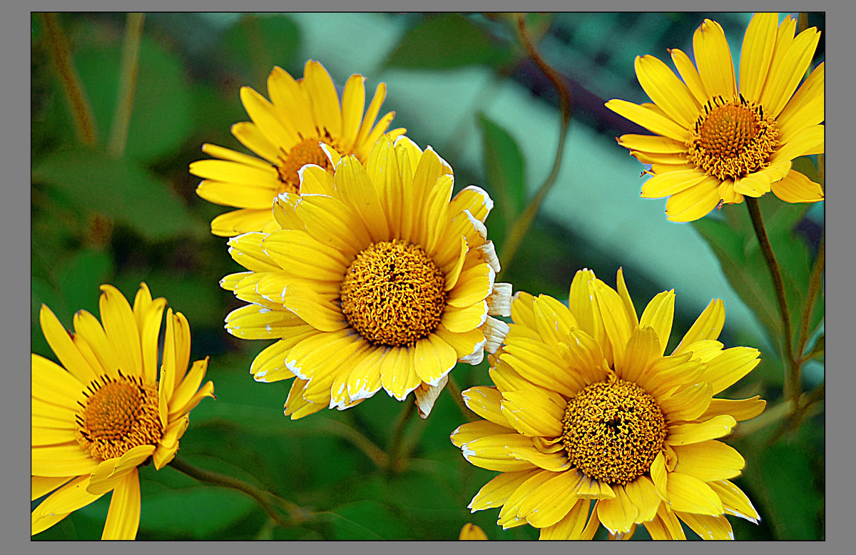 Жёлтые цветы - Sergey Kuznetcov