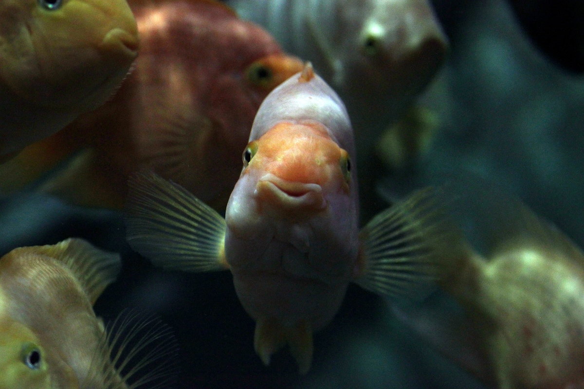 Счастливая рыбка - Виолетта 