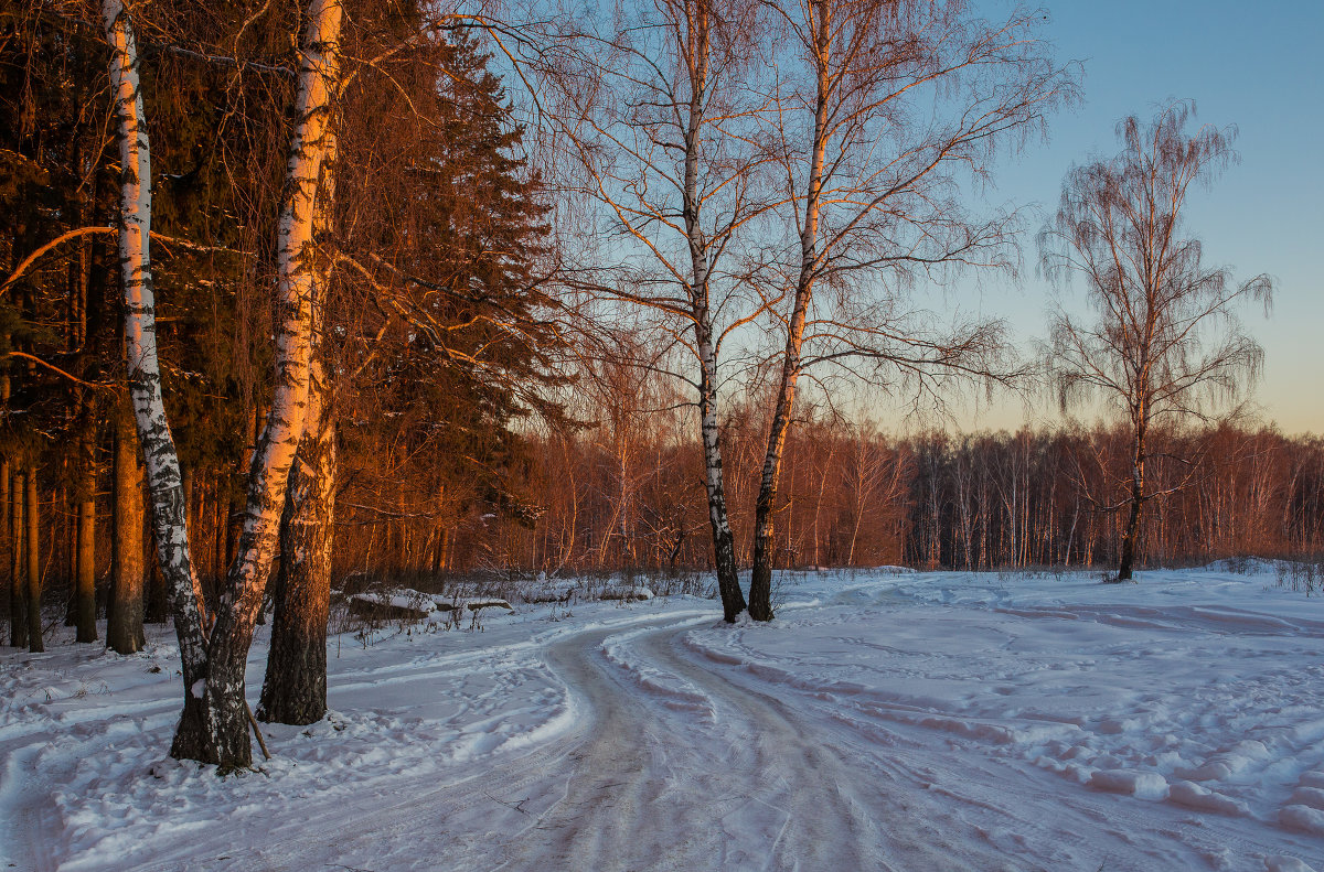Утро в лесу. - Igor Yakovlev