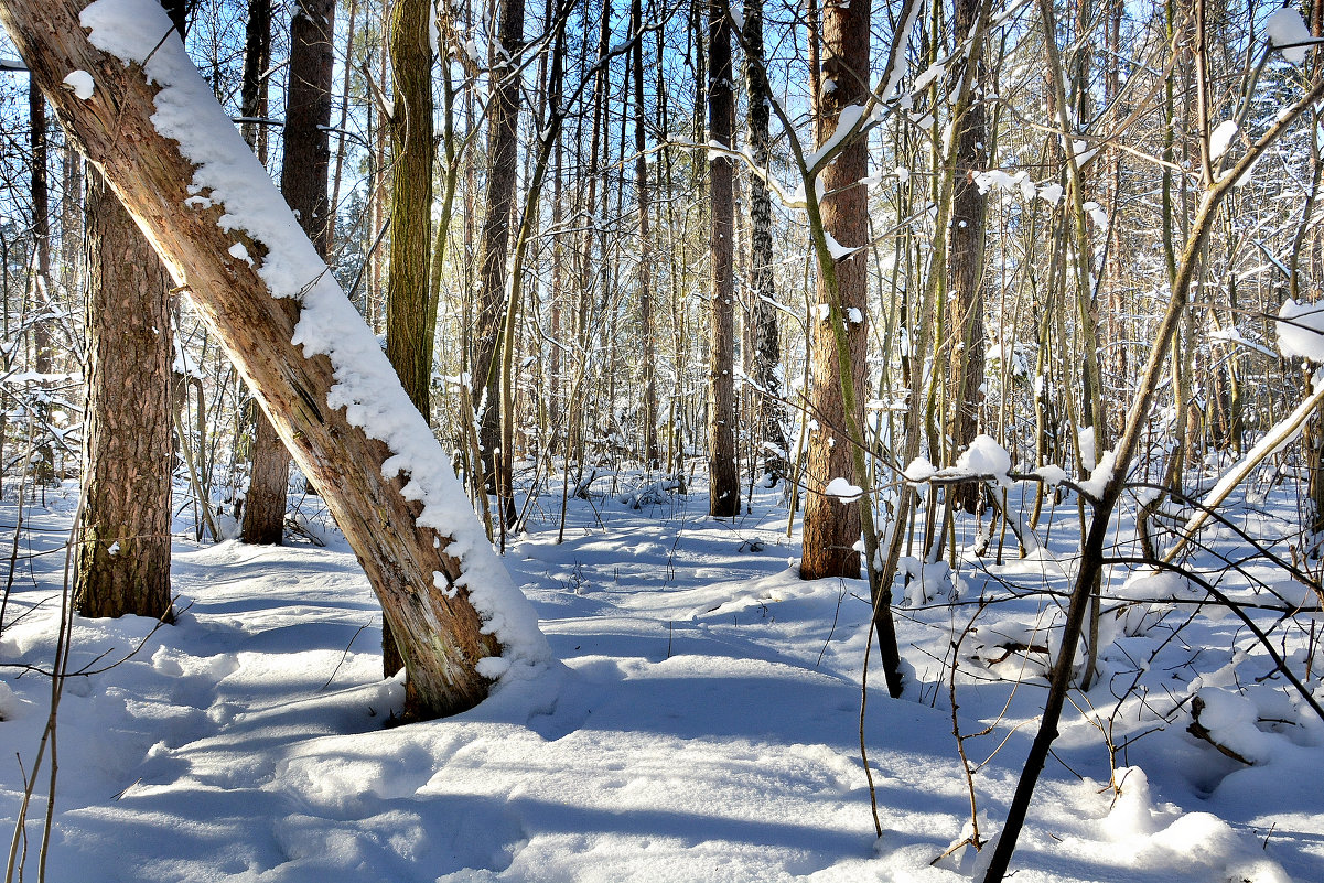 зима в лесу - Сергей 