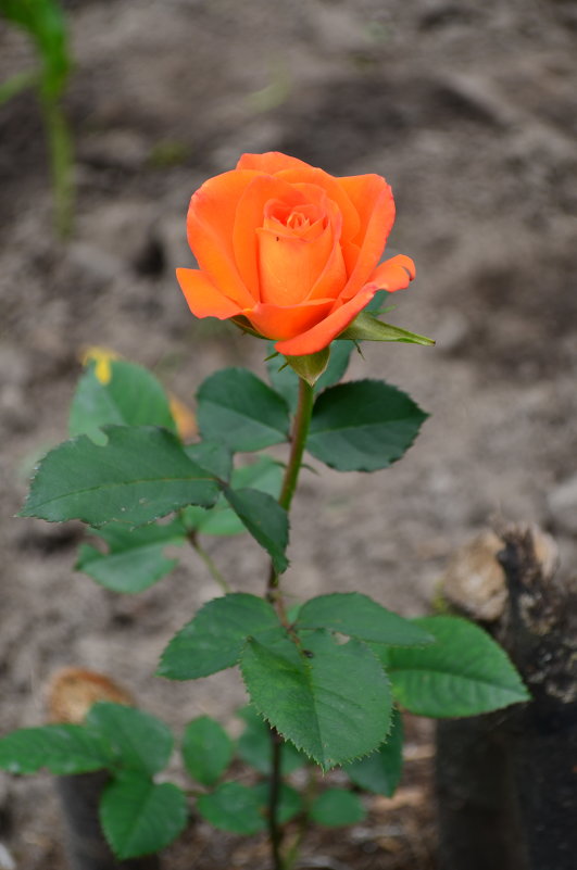 Прекрасная роза - Наталья 