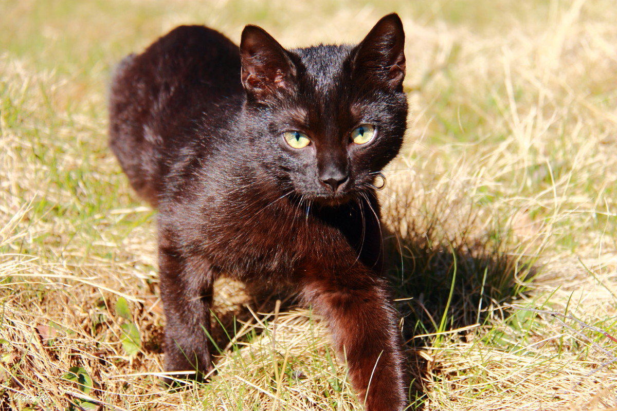 Шоколадная кошка - Iverinka .