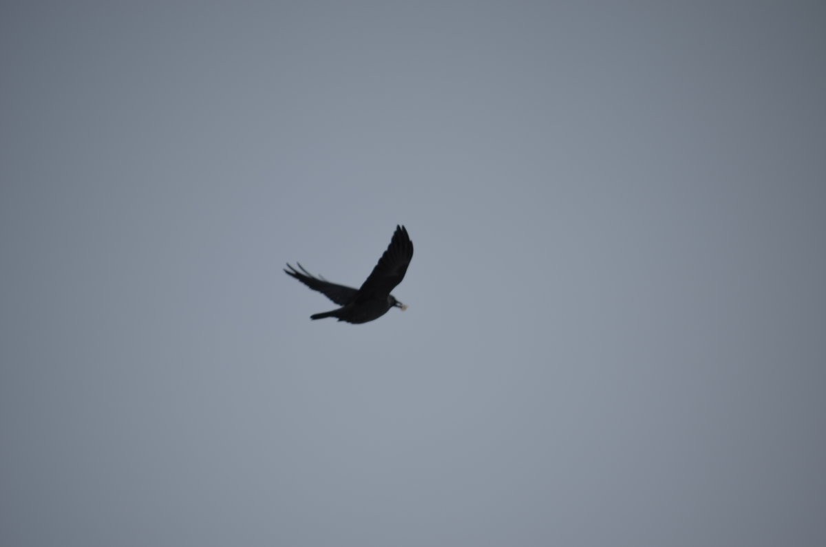 Одинокая черная птица на сером небе... - Федор Чернышев